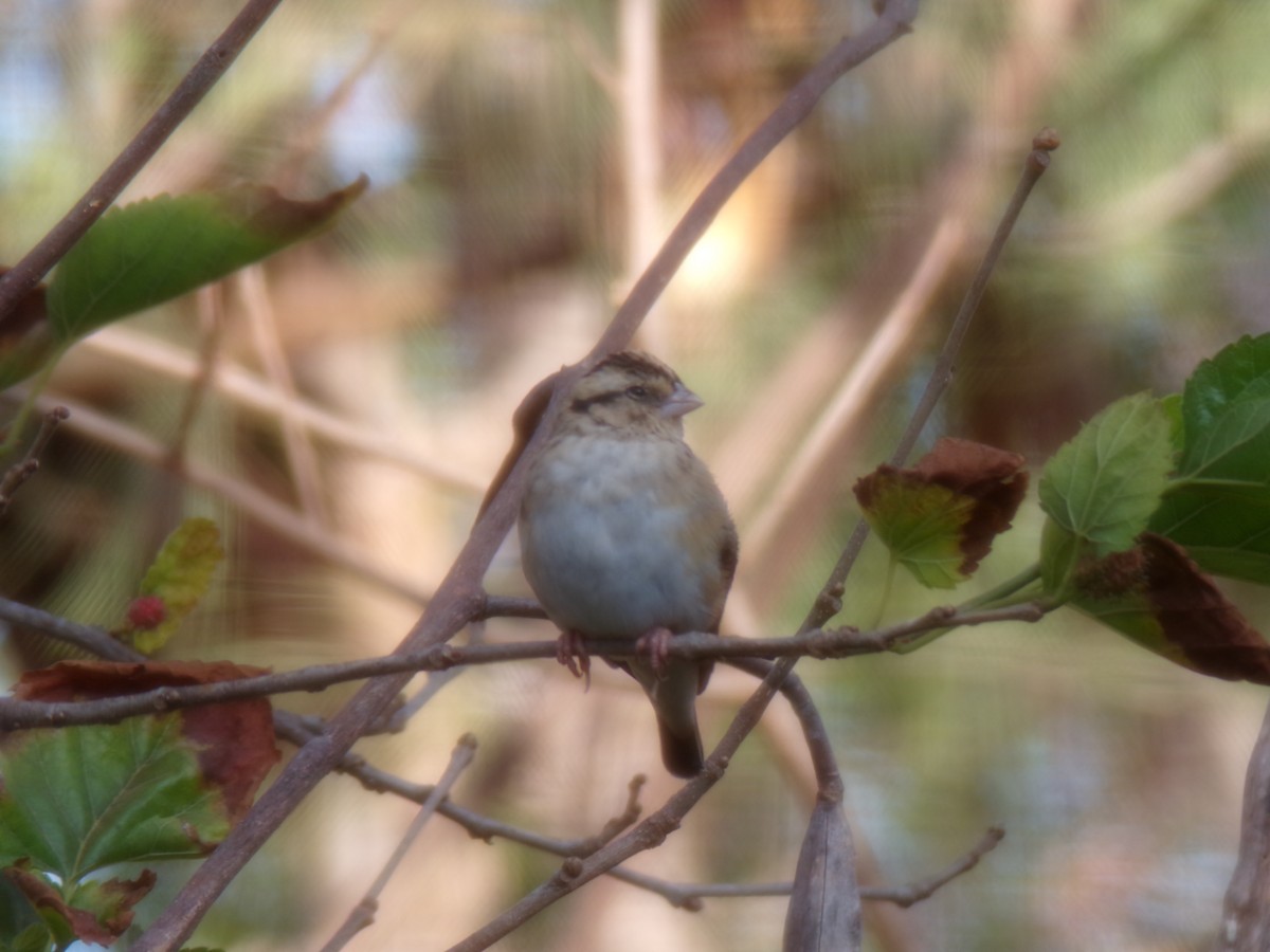 atlásek malý - ML644578385