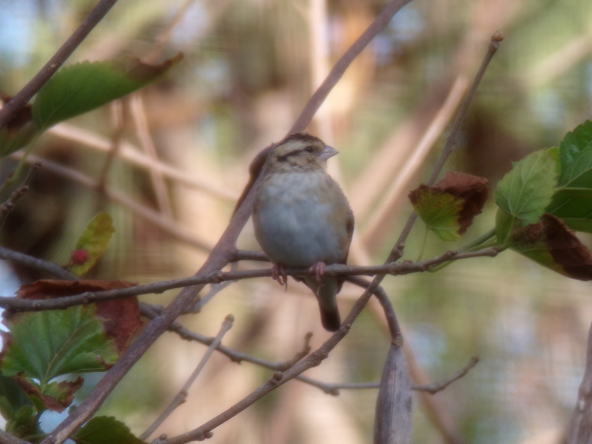 atlásek malý - ML644578386