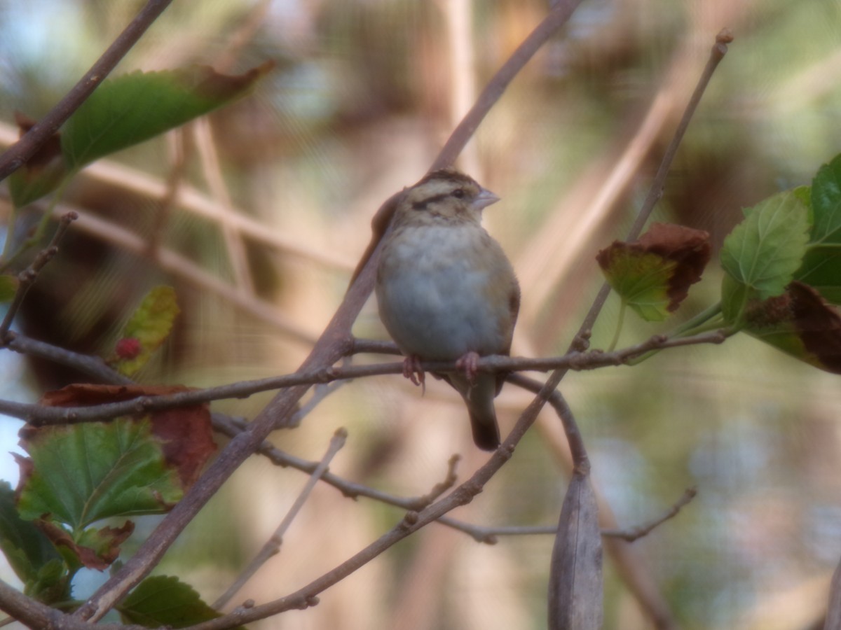 atlásek malý - ML644578387