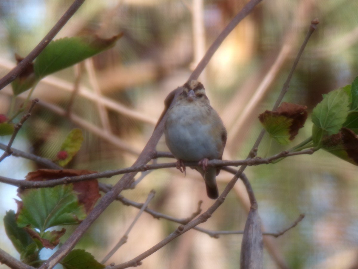 atlásek malý - ML644578388