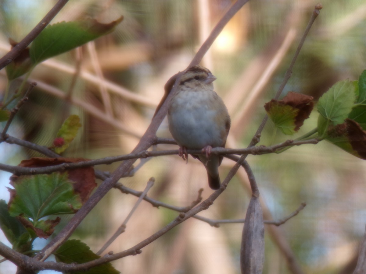 atlásek malý - ML644578389