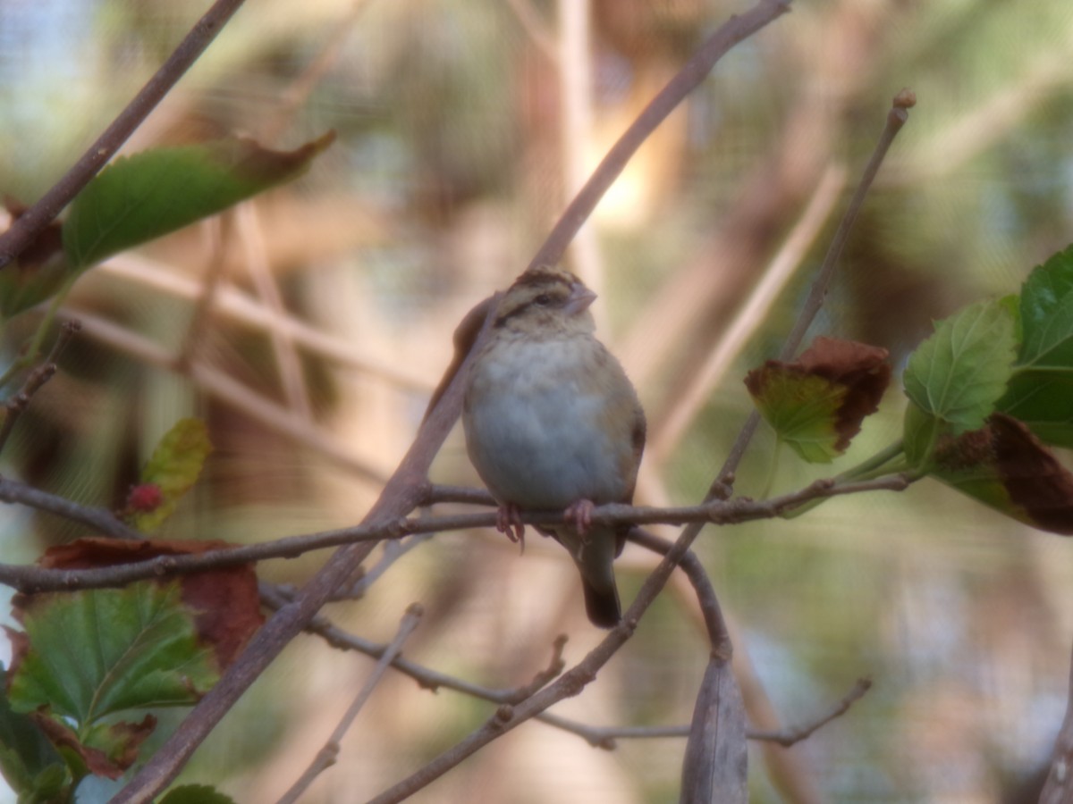 atlásek malý - ML644578390