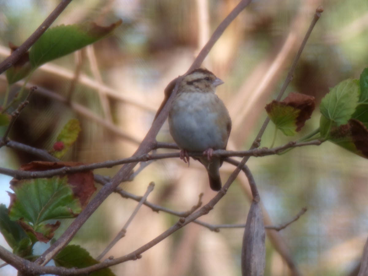 atlásek malý - ML644578391