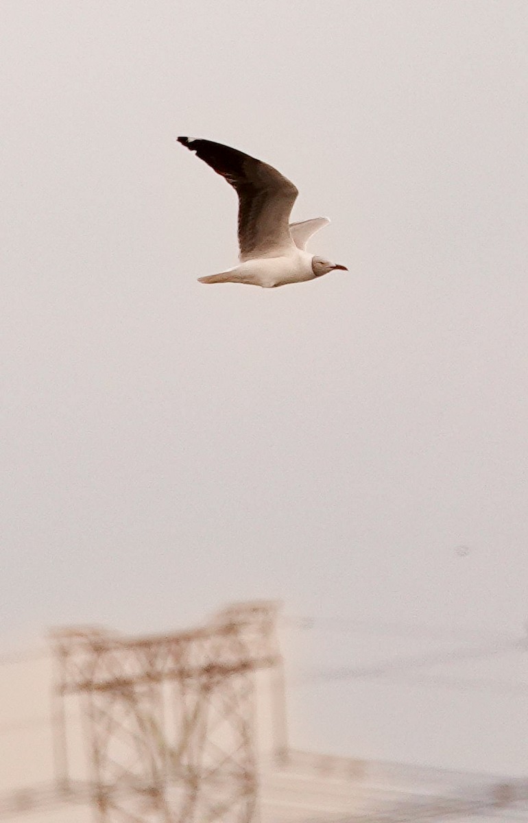 Мартин сіроголовий - ML644578393