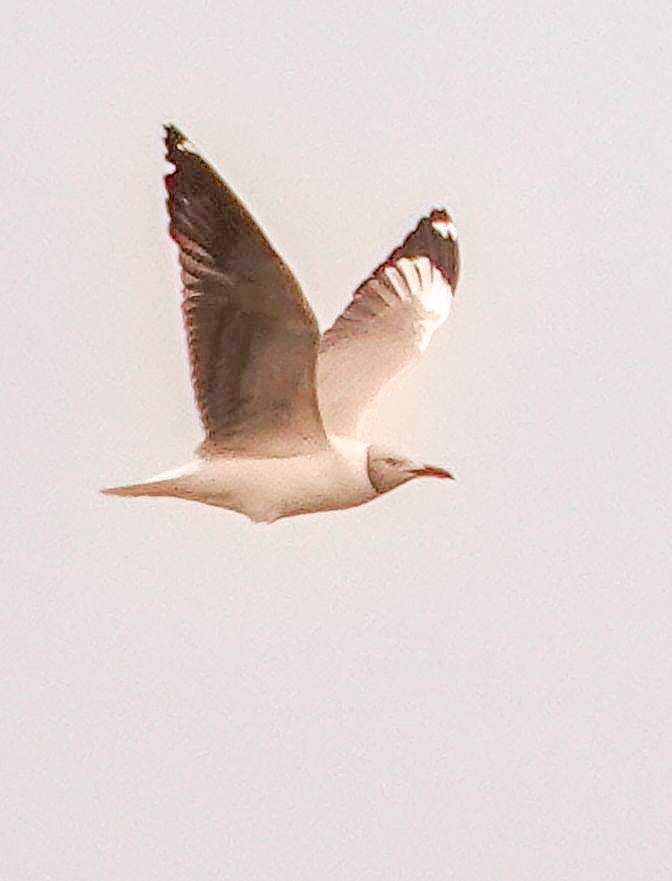 Мартин сіроголовий - ML644578394