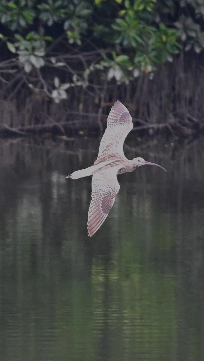 Eurasian Curlew - ML644578399