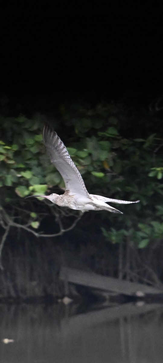 Eurasian Curlew - ML644578400