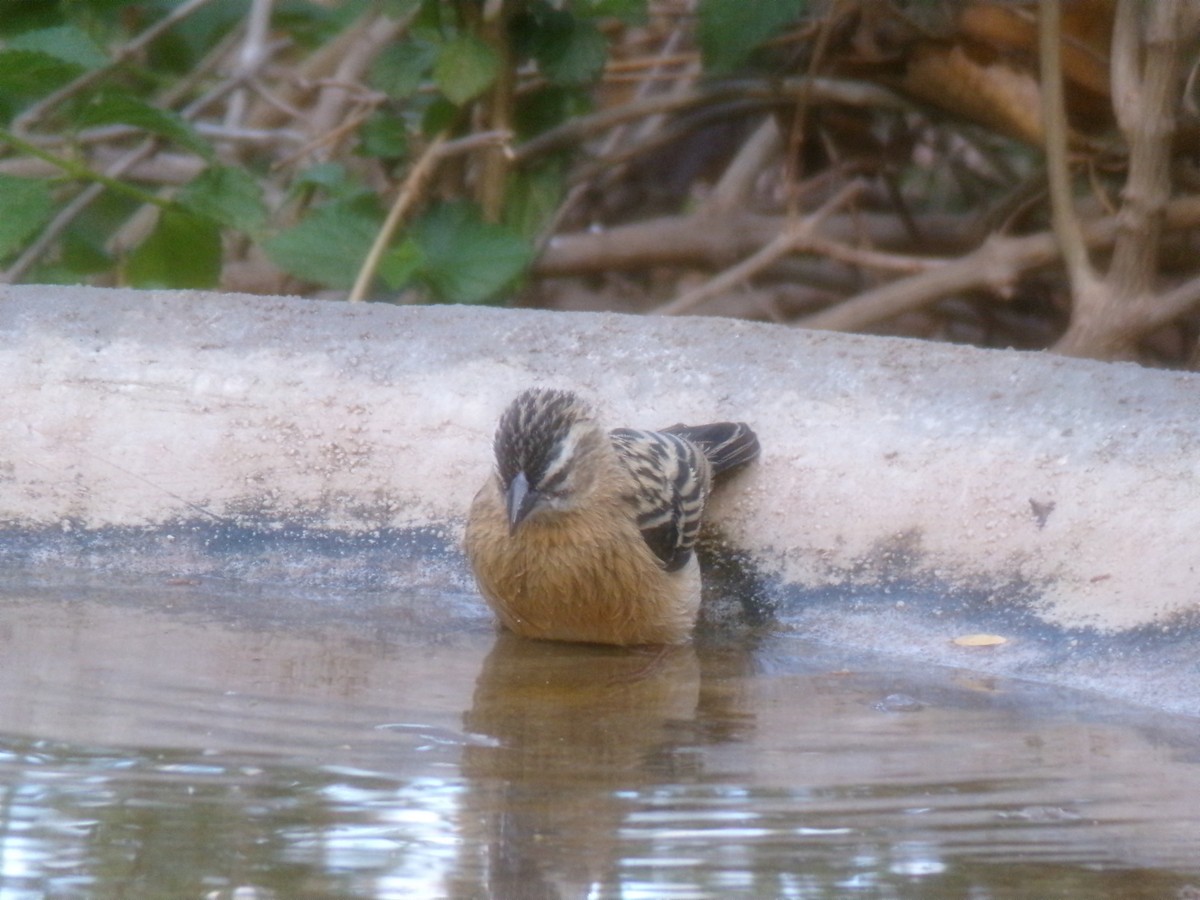 Euplecte de Gierow - ML644578401