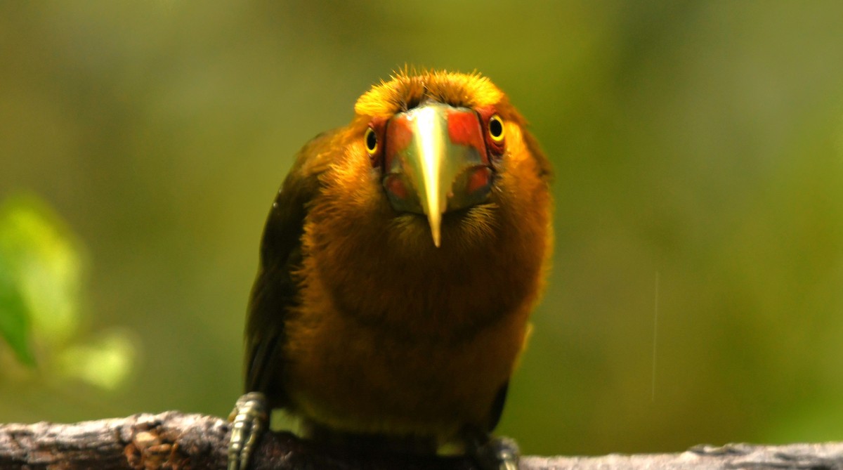 Saffron Toucanet - ML644578402