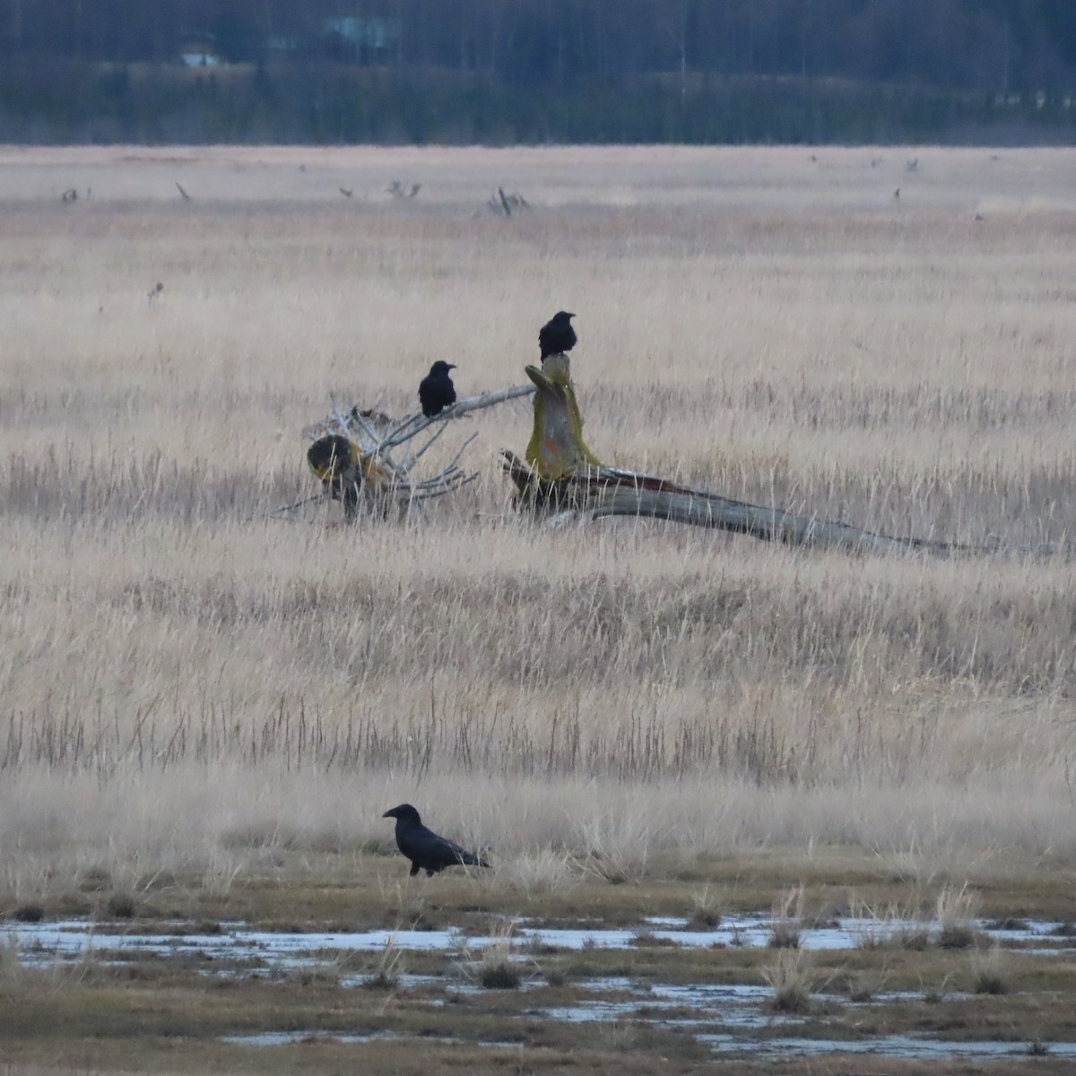 Common Raven - ML644578404