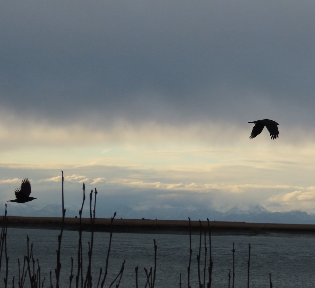 Common Raven - ML644578408