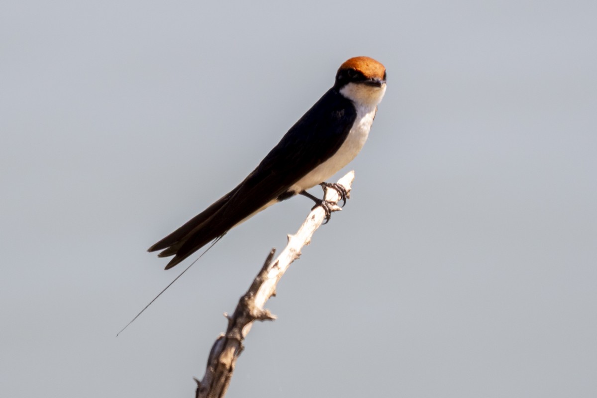 trådstjertsvale - ML644578420