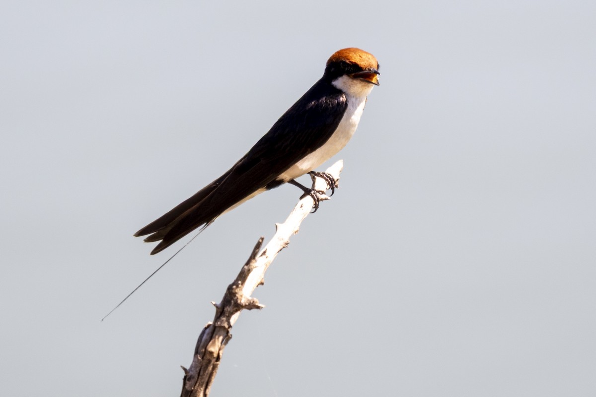 trådstjertsvale - ML644578421