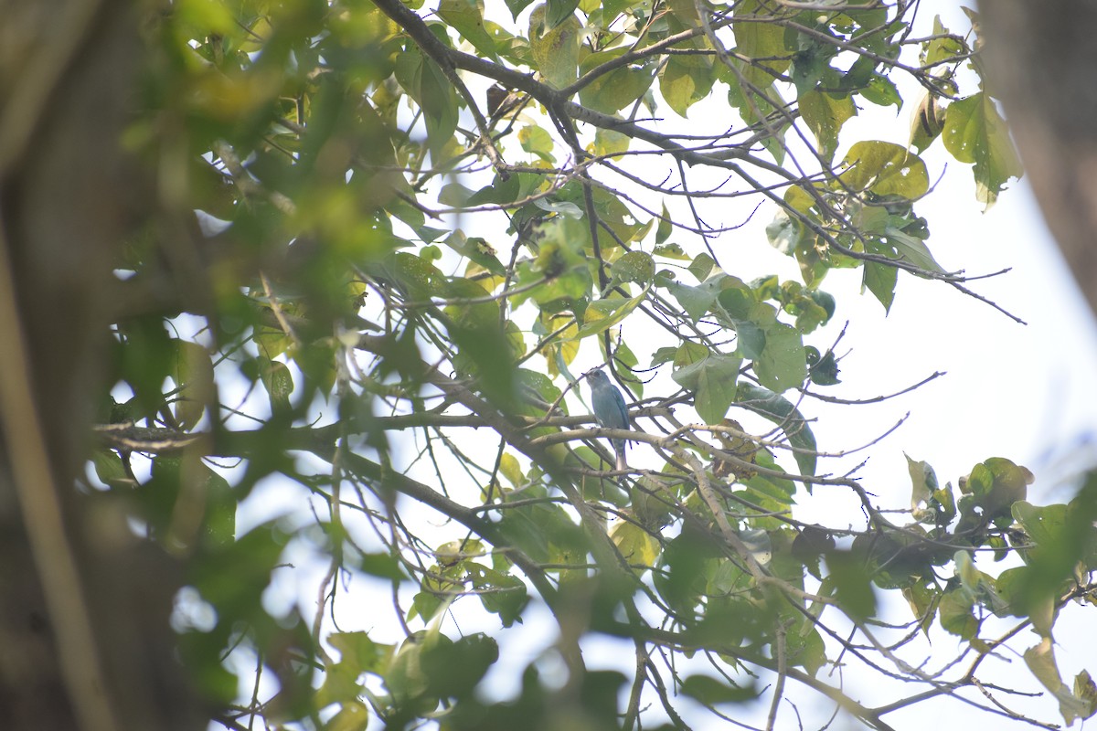 Verditer Flycatcher - ML644578424