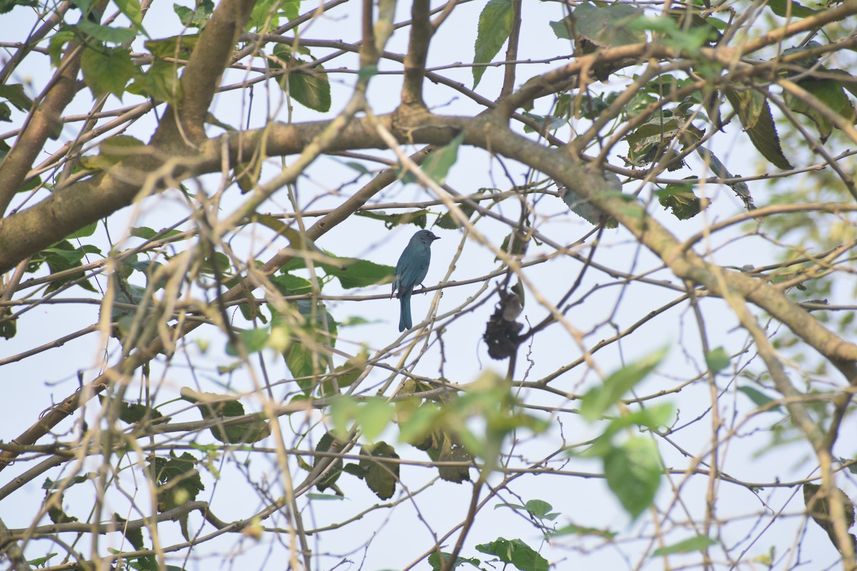 Verditer Flycatcher - ML644578425