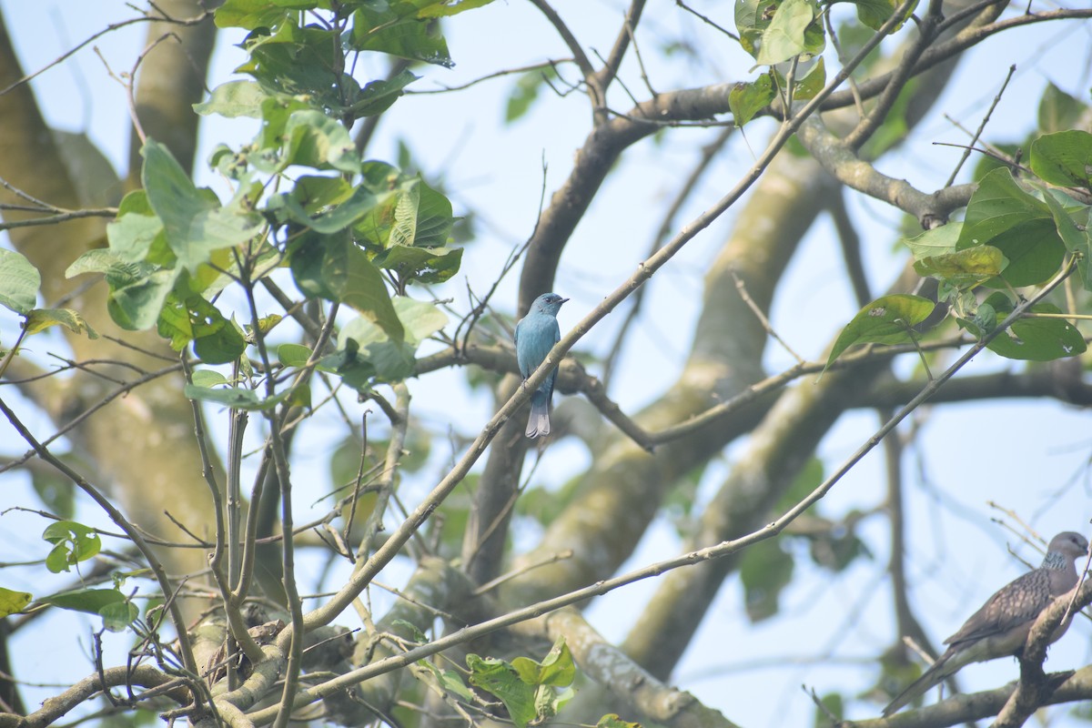 Verditer Flycatcher - ML644578426