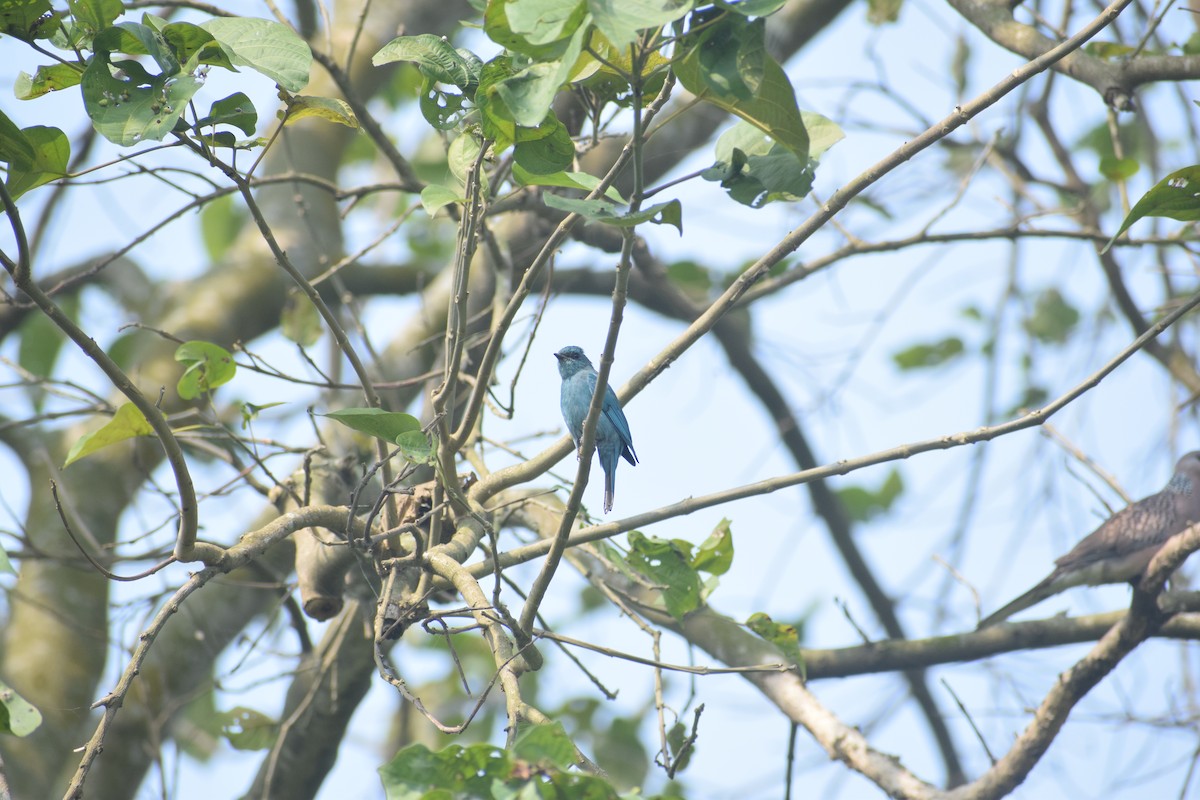 Verditer Flycatcher - ML644578427