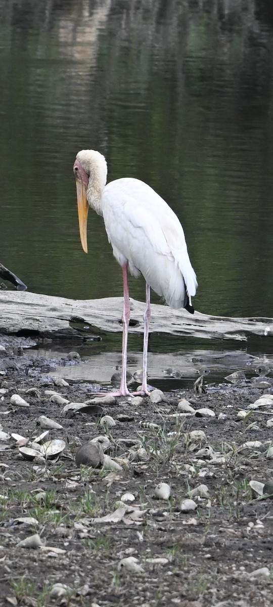 Milky Stork - ML644578431