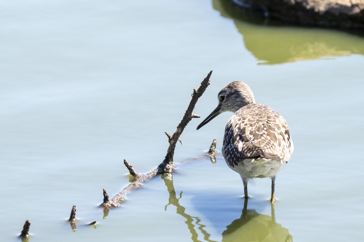 Wood Sandpiper - ML644578432