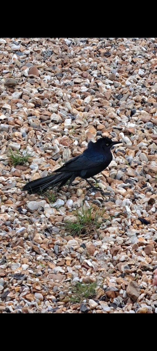 Boat-tailed Grackle - ML644578437