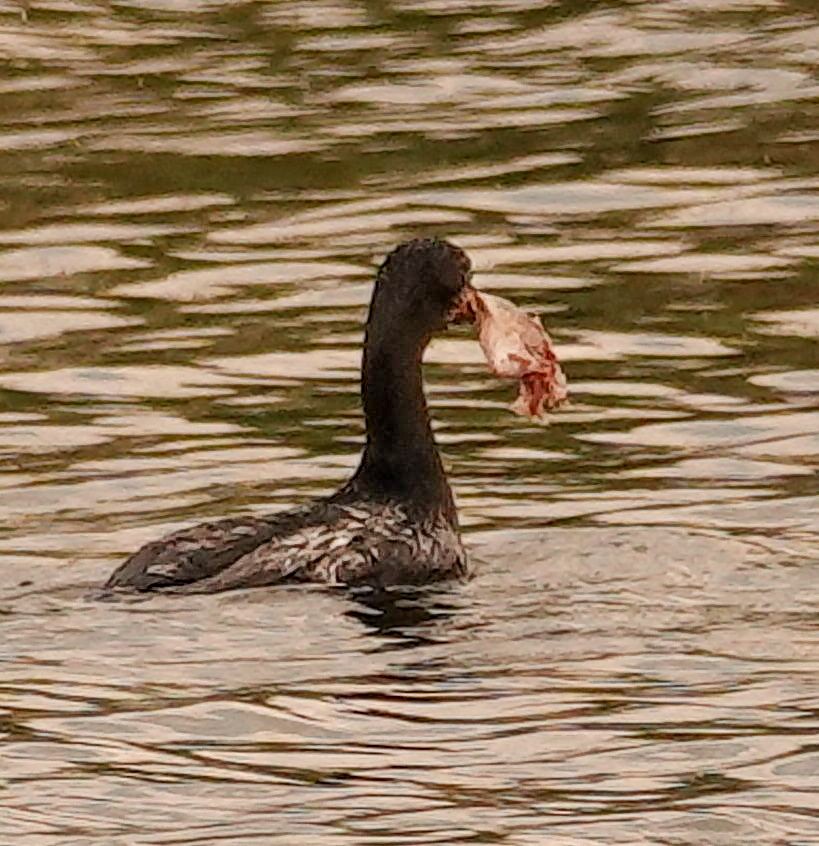 アフリカコビトウ - ML644578438