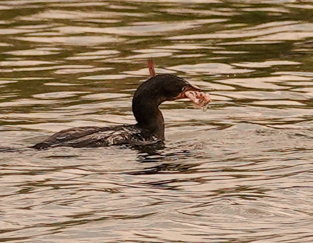 アフリカコビトウ - ML644578439