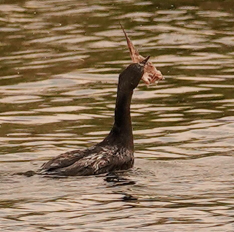 アフリカコビトウ - ML644578440
