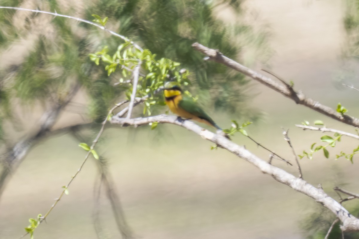 Little Bee-eater - ML644578441