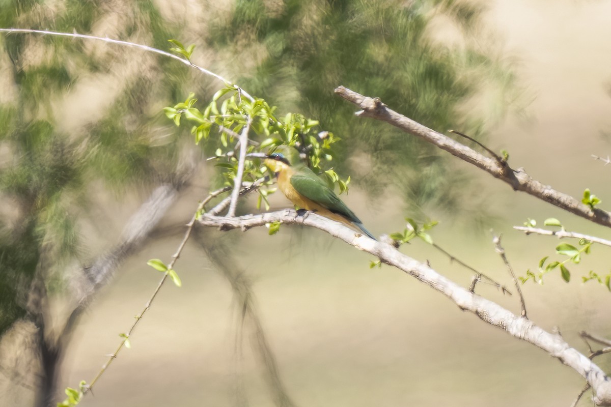 Little Bee-eater - ML644578442