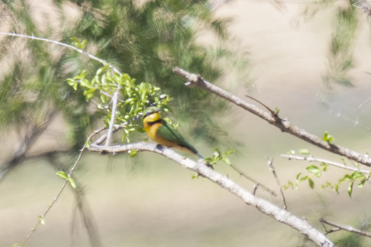 Little Bee-eater - ML644578443