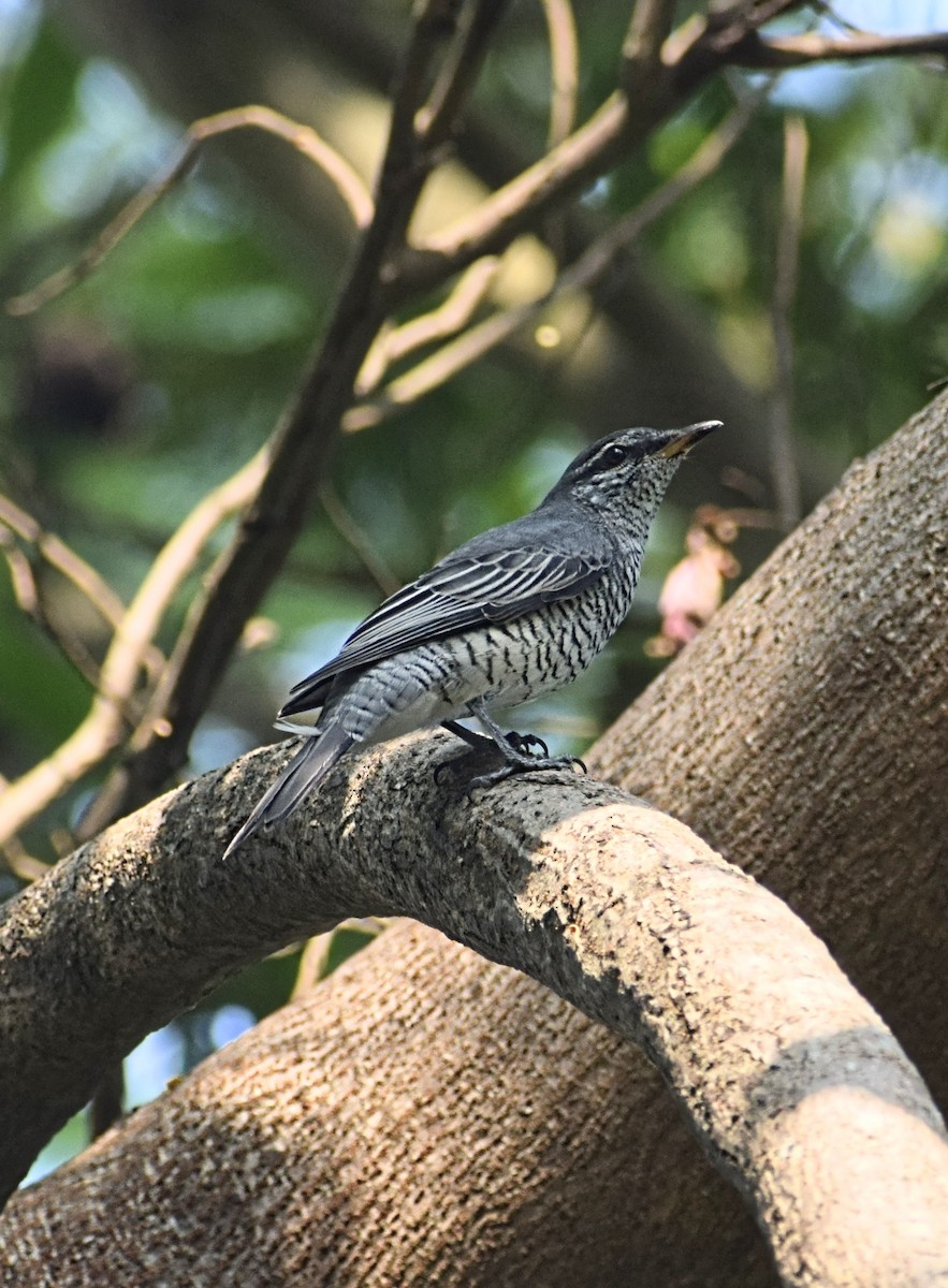Black-headed Cuckooshrike - ML644578444