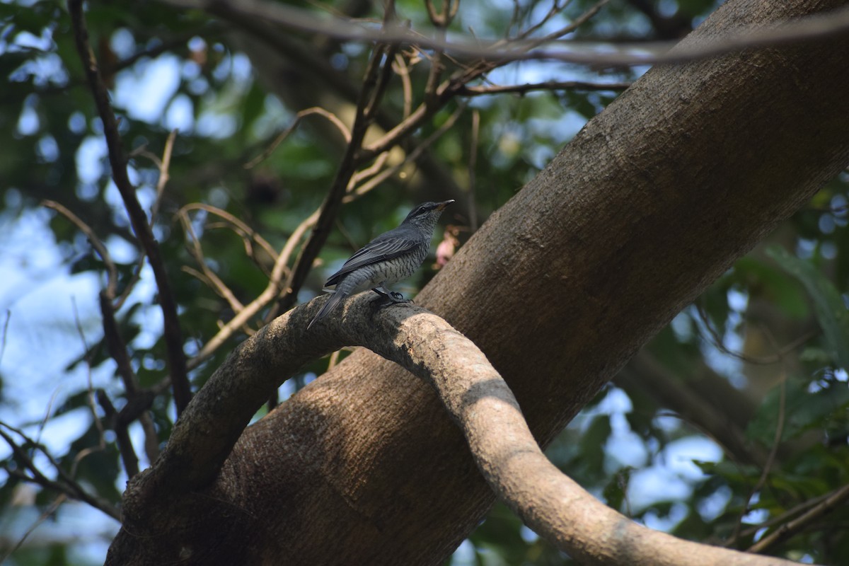 Black-headed Cuckooshrike - ML644578445
