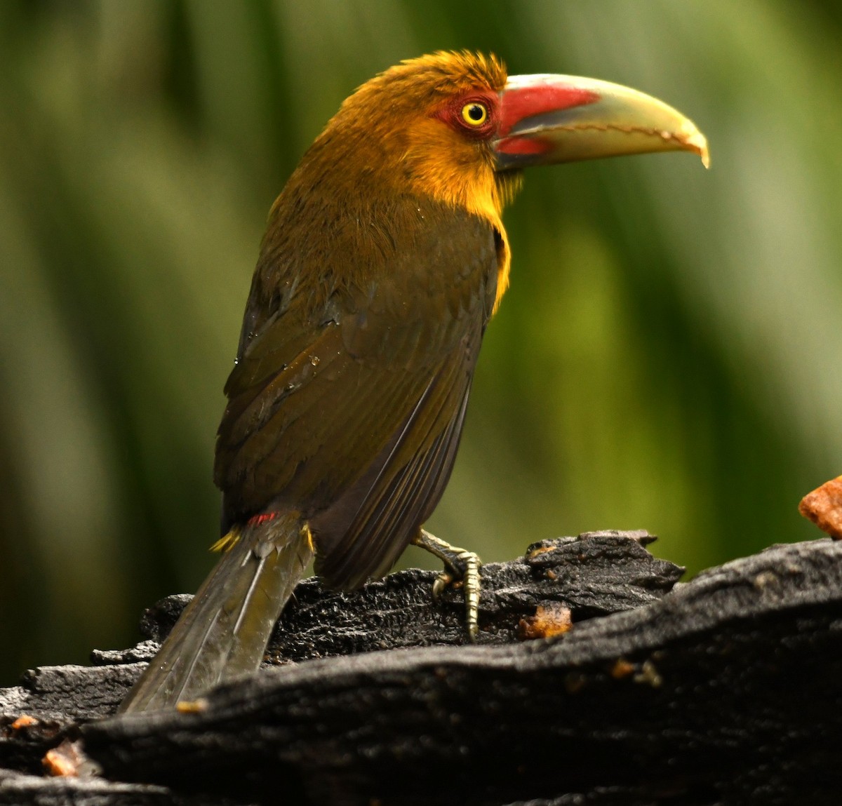 Saffron Toucanet - ML644578446
