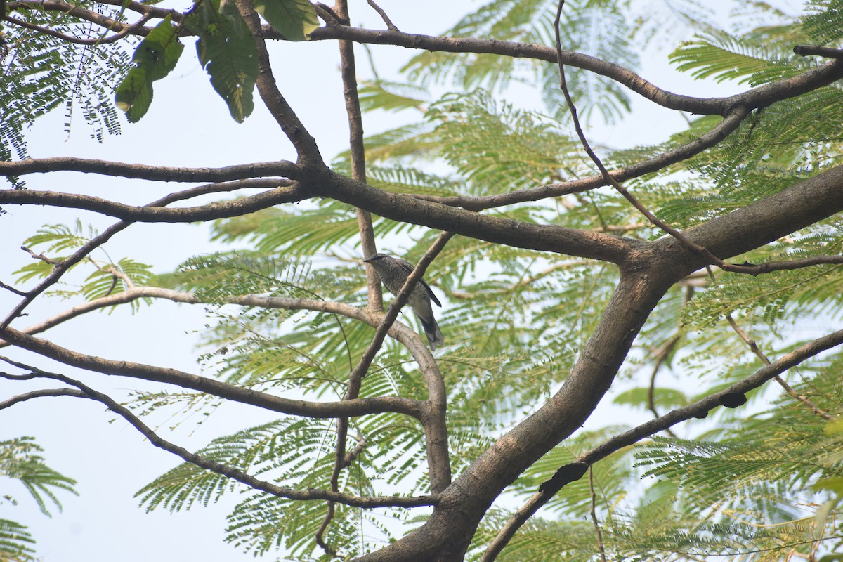 Black-headed Cuckooshrike - ML644578449