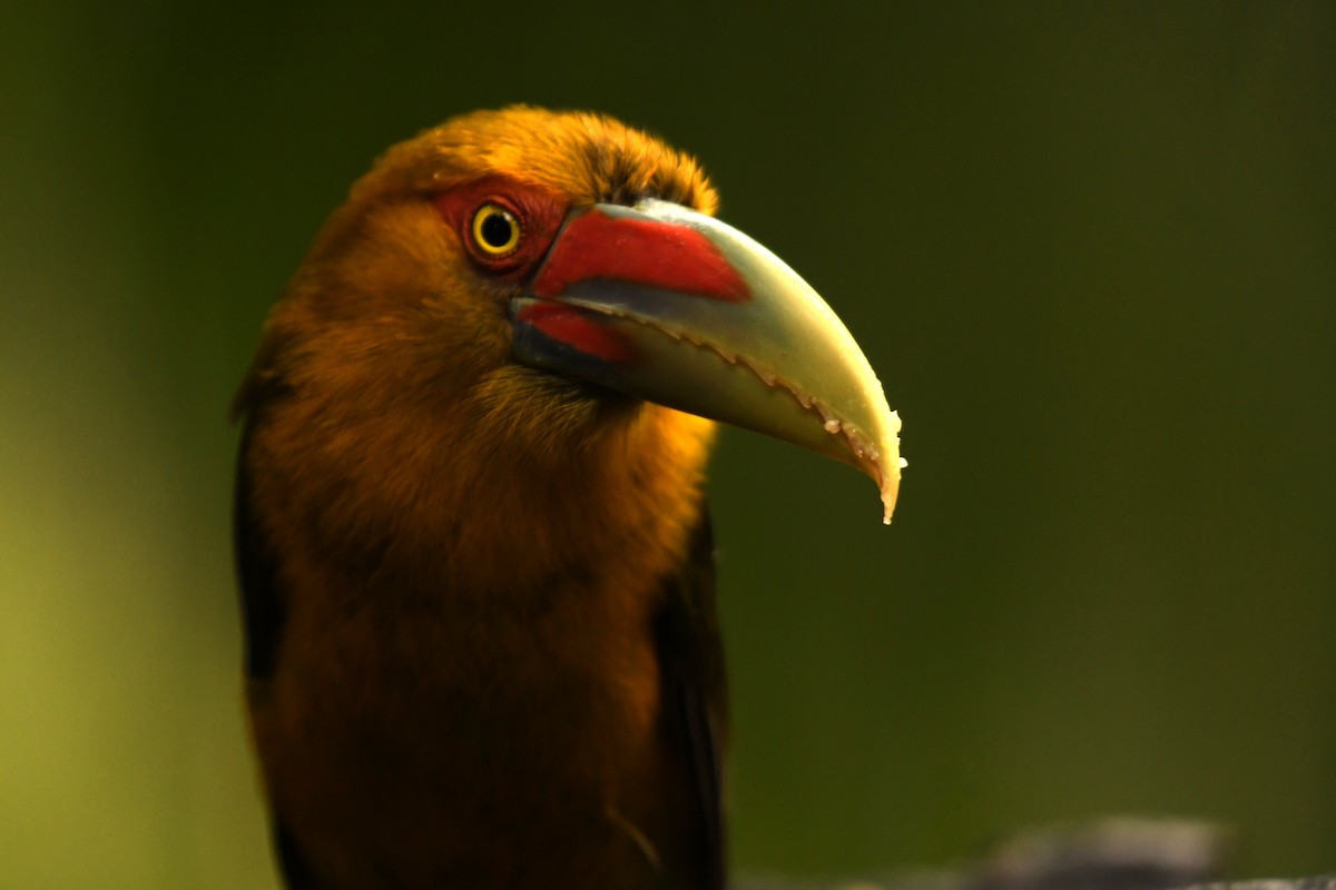 Saffron Toucanet - ML644578452