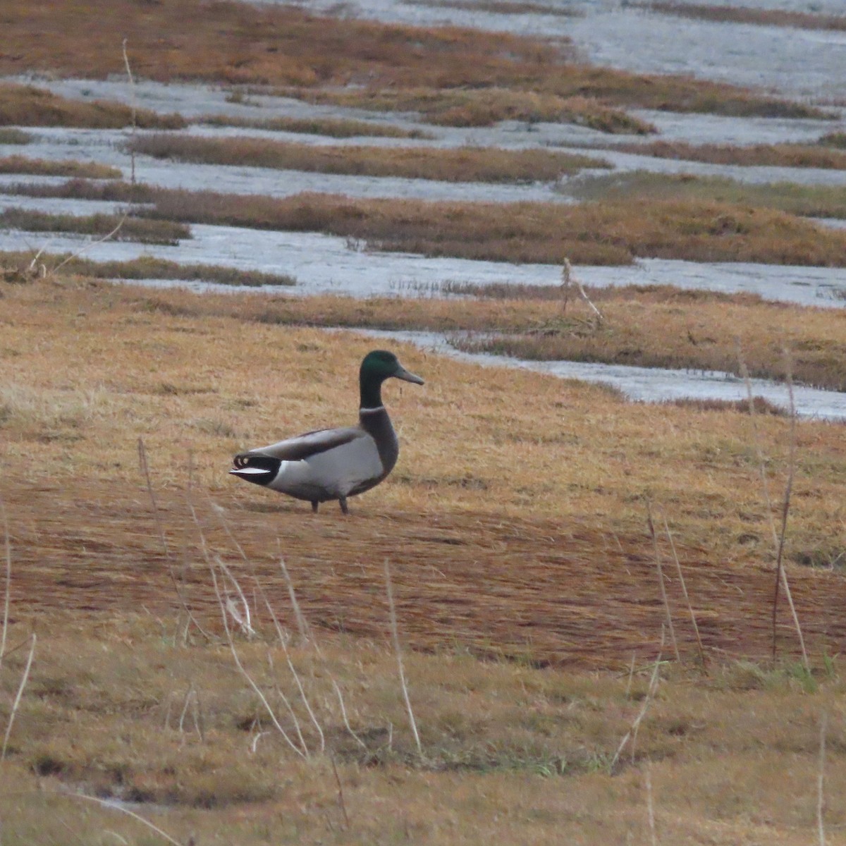 Mallard - ML644578458