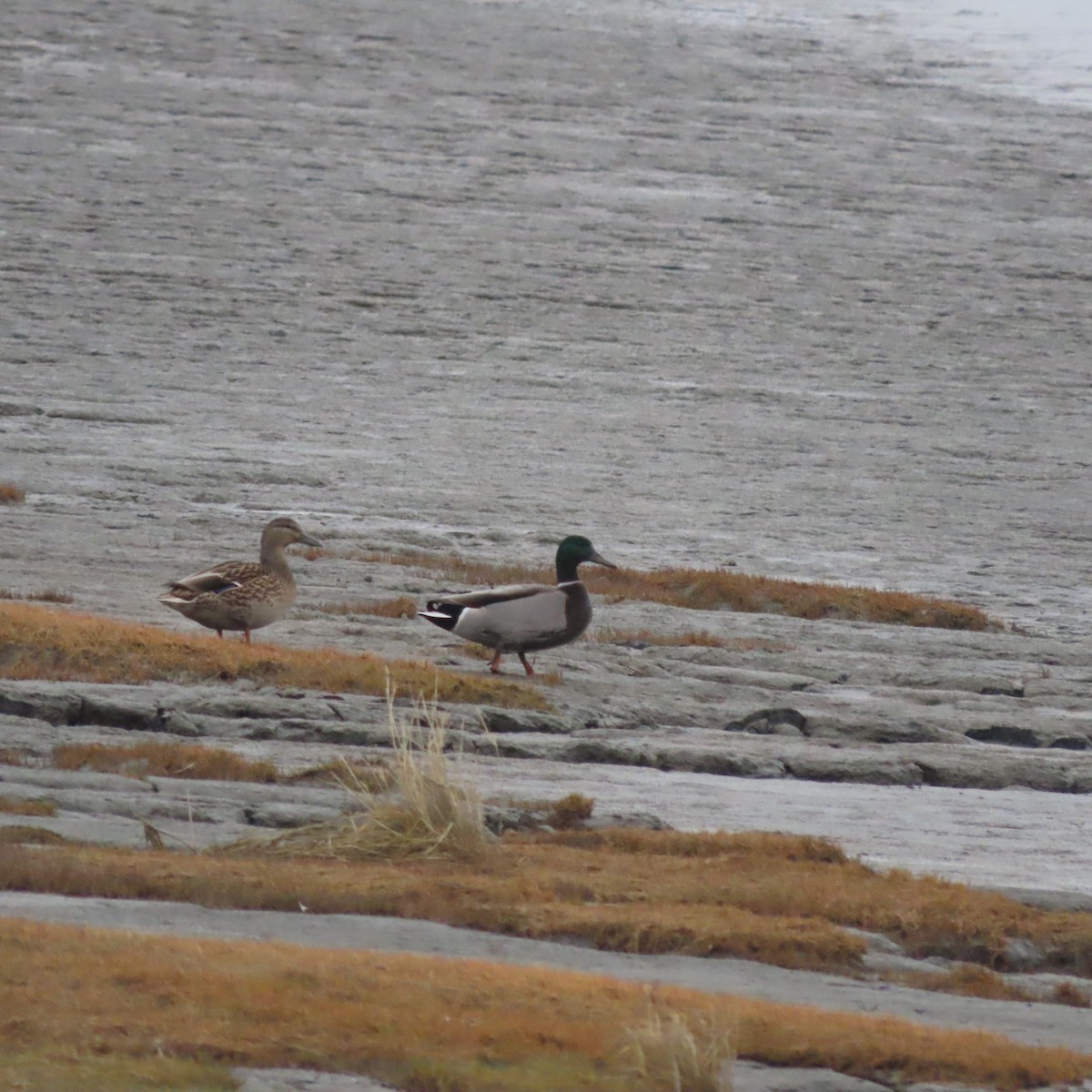 Mallard - ML644578459