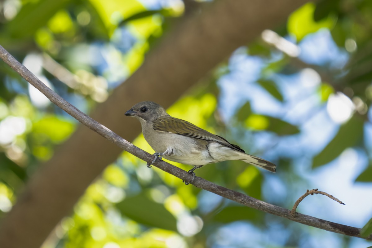 Lesser Honeyguide - ML644578461
