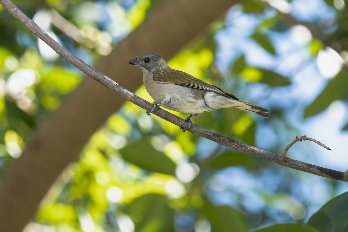 Lesser Honeyguide - ML644578462