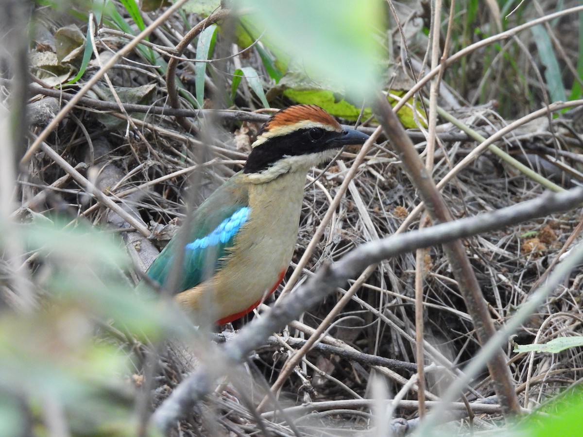 Fairy Pitta - ML644578466