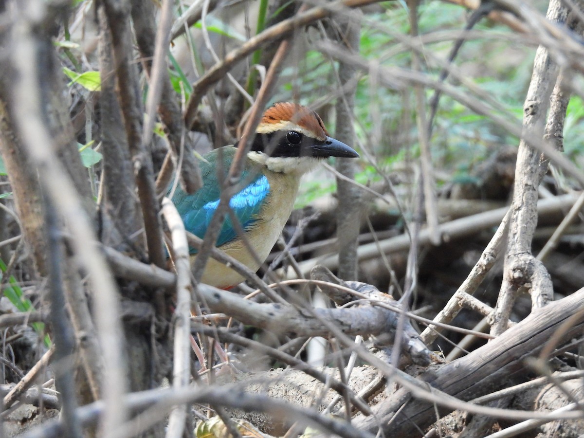 Fairy Pitta - ML644578467