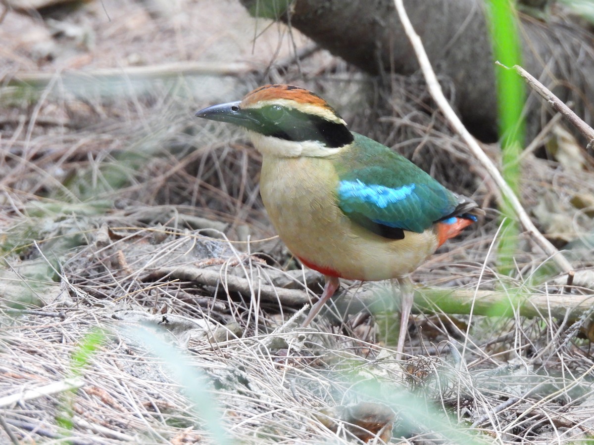 Fairy Pitta - ML644578468