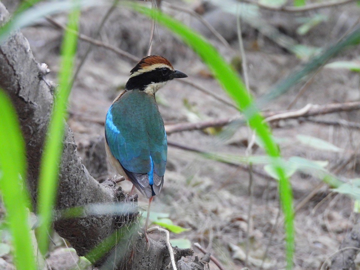 Fairy Pitta - ML644578469