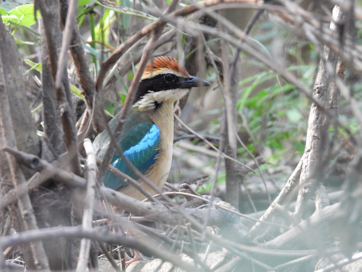 Fairy Pitta - ML644578470