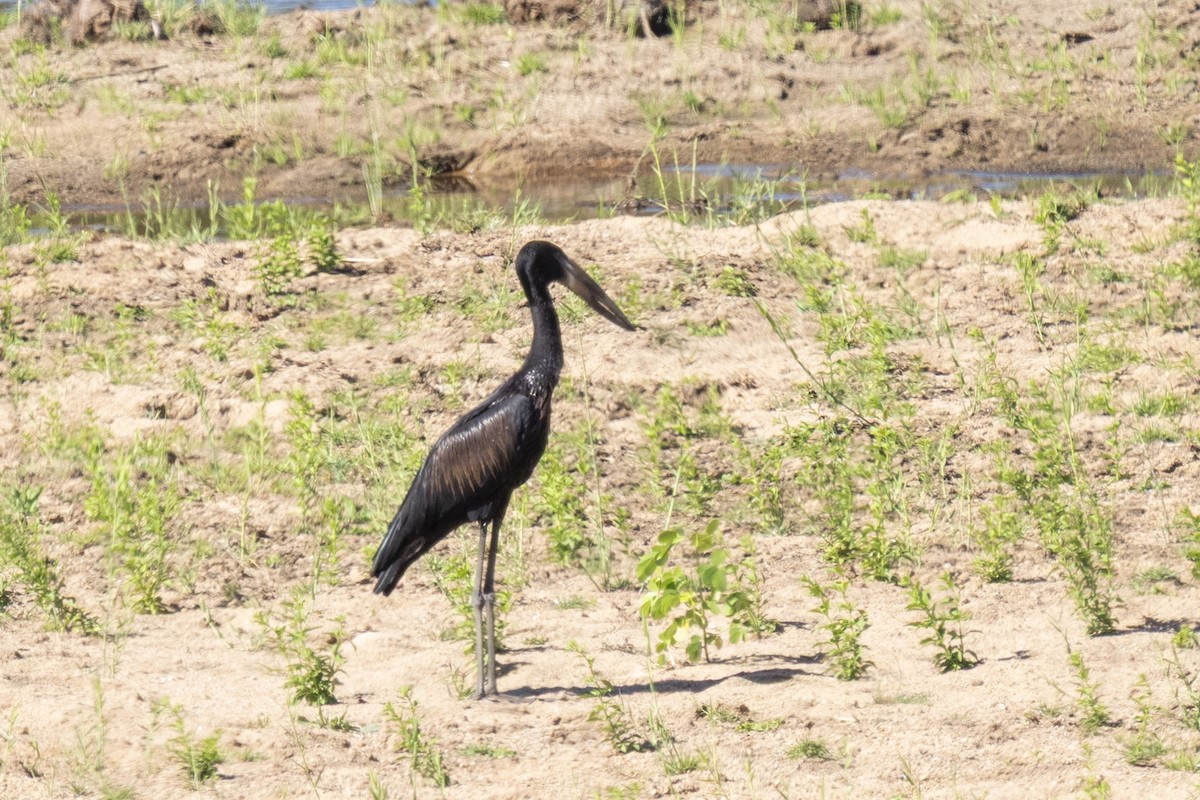 Matxardamoko beltza - ML644578478