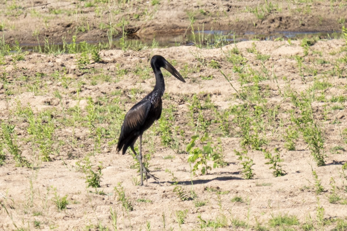 Matxardamoko beltza - ML644578479