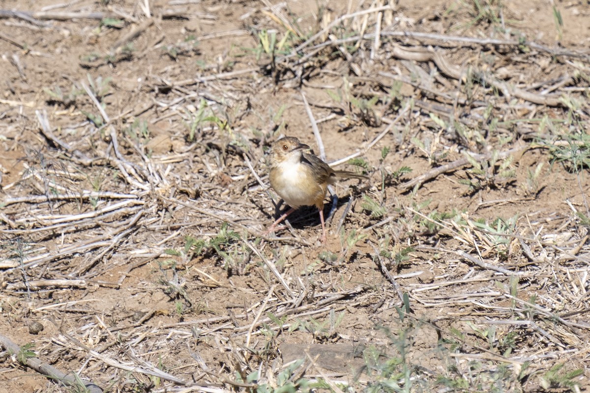 アカガオセッカ - ML644578481