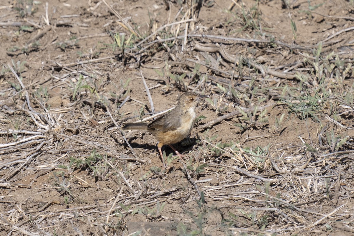 アカガオセッカ - ML644578482