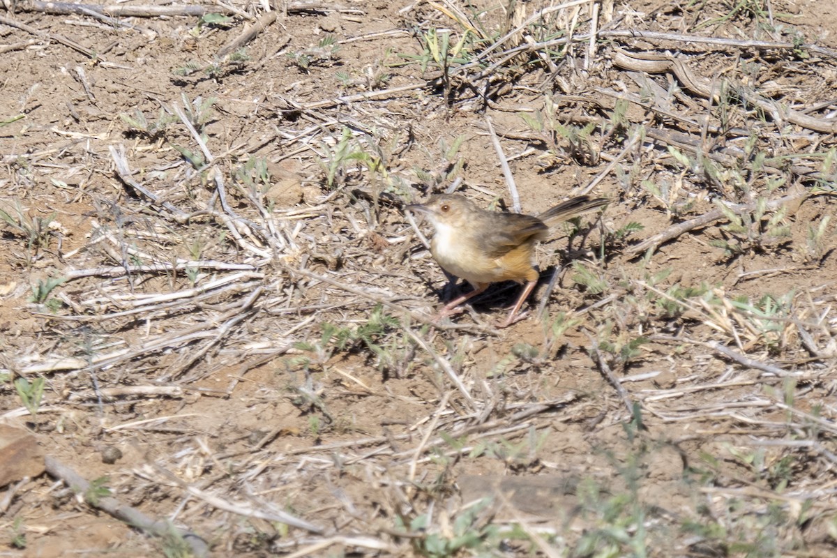 アカガオセッカ - ML644578483