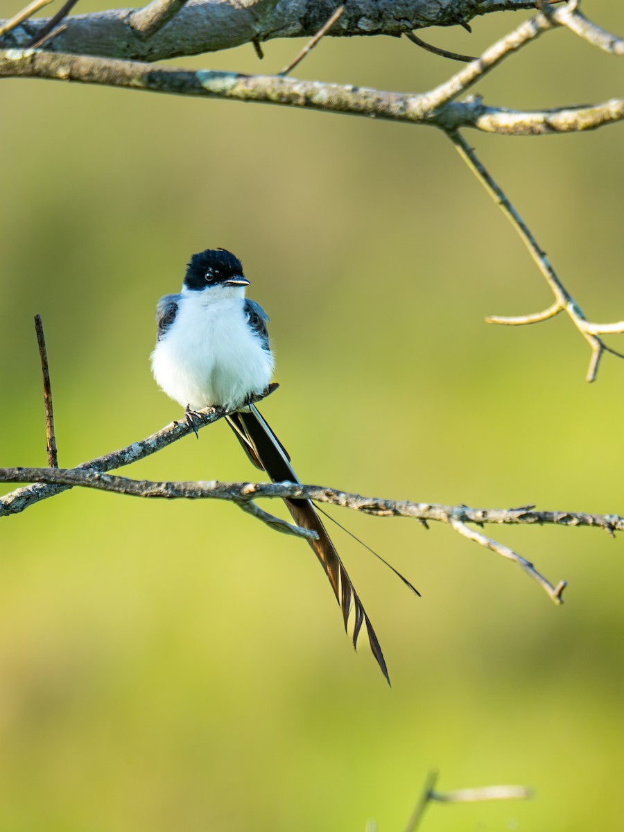 Fork-tailed Flycatcher - ML644578485